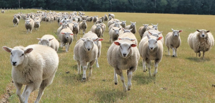 a herd of sheep in a field